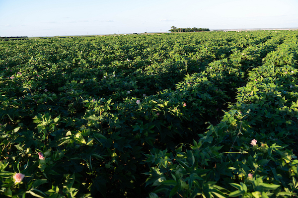 a field of crops