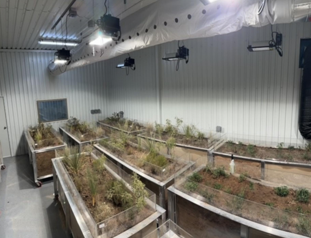 Image of greenhouse where study was conducted.